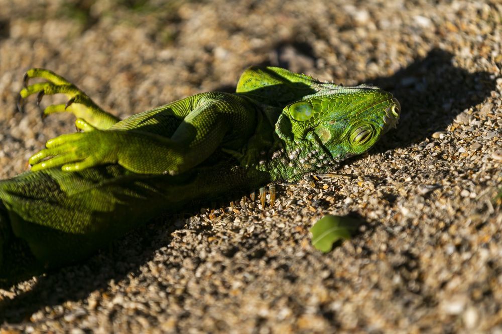 Exchange Cold Iguanas